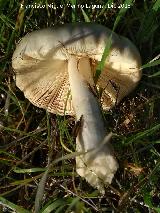 Seta de los Cementerios - Volvariella gloicocephala. Ojos del Guadiana - Daimiel