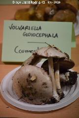 Seta de los Cementerios - Volvariella gloicocephala. Navas de San Juan