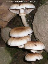 Seta de Chopo - Agrocybe aegerita. 