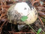 Hongo de la muerte - Amanita phalloides. 