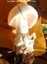 Cicuta blanca - Amanita verna. 