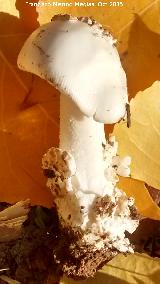 Cicuta blanca - Amanita verna. 