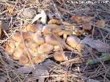 Armillaria sin anillo - Armillaria tabescens. 