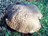 Boleto estival - Boletus reticulatus. 