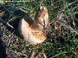 Boleto estival - Boletus reticulatus. 