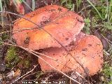 Lactario rugoso - Lactarius rugatus. 