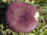 Carbonera - Russula cyanoxantha. 