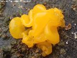 Tremella mesenterica - Tremella mesenterica. 