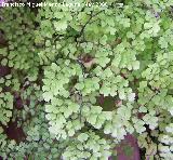 Culantrillo de pozo - Adiantum capillus-veneris. Navas de San Juan