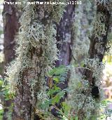 Liquen pelusa - Ramalina farinacea. Segura