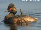 Pjaro Zampulln cuellinegro - Podiceps nigricollis. Laguna Dulce - Campillos