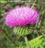 Cardo granadino - Carduus granatensis. Segura