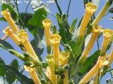 Gandul - Nicotiana glauca. Laguna Torreguadiaro - San Roque