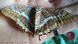 Mariposa del madroo - Charaxes jasius. Navas de San Juan