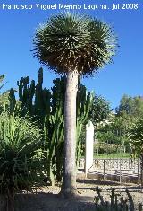 Drago - Dracaena drago. Benalmdena