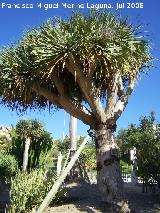 Drago - Dracaena drago. Benalmdena