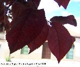 Ciruelo rojo - Prunus cerasifera. Navas de San Juan