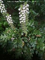 Acanto - Acanthus mollis. Carmen de los Mrtires - Granada