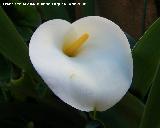 Cala - Zantedeschia aethiopica. Navas de San Juan