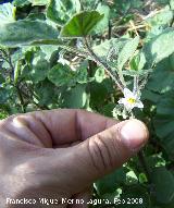 Tomatillo del diablo - Solanum nigrum. Navas de San Juan