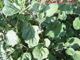 Tomatillo del diablo - Solanum nigrum. Navas de San Juan