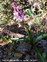 Orqu�dea Satir�n manchado - Orchis olbiensis. Cordel del Salado - Montej�car