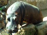 Hipoptamo - Hippopotamus amphibius. Crdoba