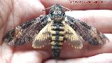 Polilla Esfinge Calavera - Acherontia atropos. Navas de San Juan