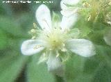 Cincoenrama de roca - Potentilla caulescens. Paso de Gontar - Santiago Pontones