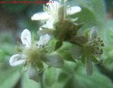 Cincoenrama de roca - Potentilla caulescens. Paso de Gontar - Santiago Pontones