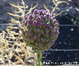 Ajo montesino - Allium sphaerocephalon. Navas de San Juan