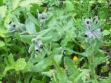 Lengua de perro - Cynoglossum creticum. Estrella - Navas de San Juan