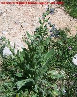 Lengua de perro - Cynoglossum creticum. Jan