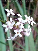 Asperula hirsuta - Asperula hirsuta. El Puntal - Jan