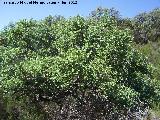 Alcornoque - Quercus suber. Parque Natural de Los Alcornocales - Castellar de la Frontera