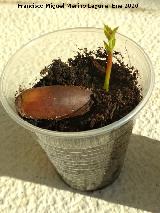 Alcornoque - Quercus suber. Los Villares