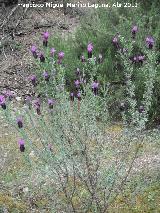 Cantueso - Lavandula stoechas. Paraje Gins - Ardales