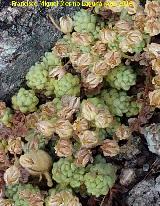 Sedo rojo - Sedum rubrotinctum. Lancha de la Escalera - Villacarrillo