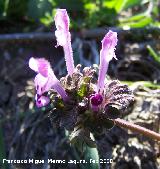 Ortiga muerta - Lamium amplexicaule. Navas de San Juan