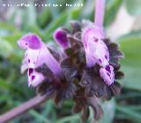 Ortiga muerta - Lamium amplexicaule. Navas de San Juan