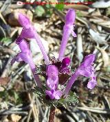 Ortiga muerta - Lamium amplexicaule. Jan