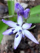 Jacinto de Cazorla - Scilla reverchonii. Flor. La Osera - Villacarrillo