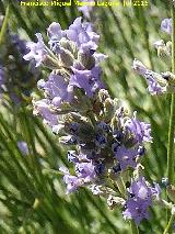 Espliego - Lavandula angustifolia. La Mota - Alcal la Real