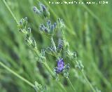 Espliego - Lavandula angustifolia. Cazorla