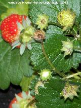 Fresa silvestre - Fragaria vesca. Fruto. Los Villares