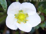 Fresa silvestre - Fragaria vesca. Flor. Los Villares