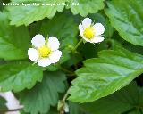 Fresa silvestre - Fragaria vesca. Navas de San Juan