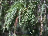 Ciprs de los pantanos - Taxodium distichum. Crdoba