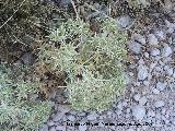 Cardo corredor - Eryngium campestre. Los Villares