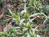 Cardo corredor - Eryngium campestre. La Beata - Valdepeas